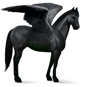 pegaso da corsa hanoverian nero