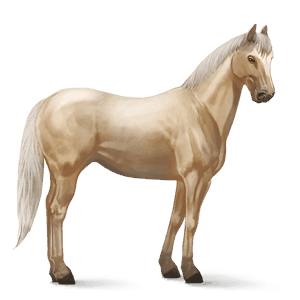 cavallo da corsa quarter horse cremello