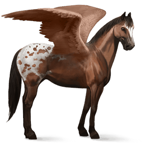 pegaso da corsa appaloosa manto baio maculato