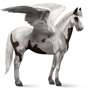 pegaso da corsa paint horse tovero castano scuro