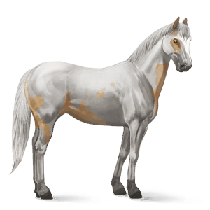 cavallo da corsa paint horse tovero palomino