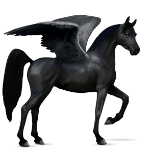 pegaso da corsa cavallo arabo nero