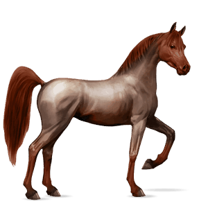 cavallo da corsa cavallo arabo grigio chiaro