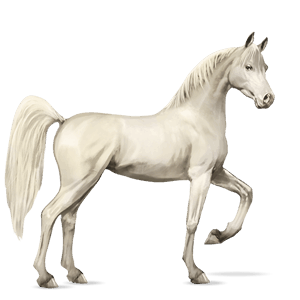 cavallo da corsa cavallo arabo grigio puntellato