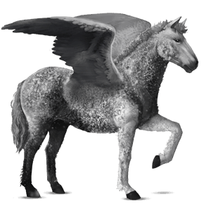 pegaso da corsa curly tobiano grigio pezzato