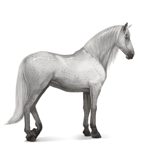 cavallo da corsa purosangue spagnolo grigio chiaro