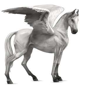 pegaso da corsa kwpn grigio chiaro