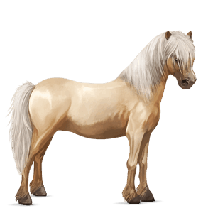 pony haflinger palomino