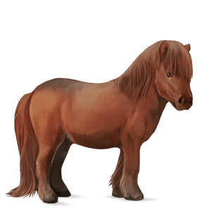 pony shetland castano