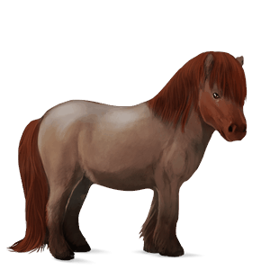 pony shetland roano rosso