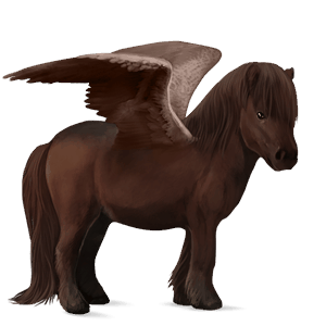 pegaso pony shetland castano scuro