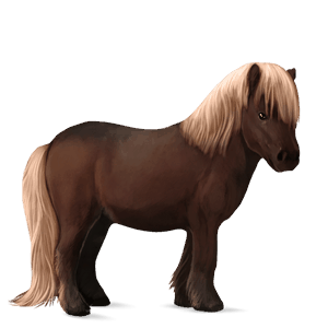 pony shetland castano biondo scuro