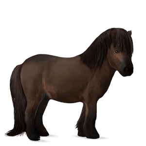 pony shetland baio scuro