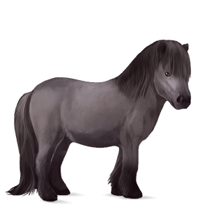 pony shetland grullo