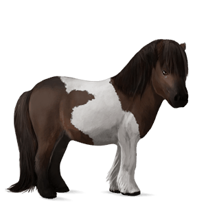 pony shetland baio scuro