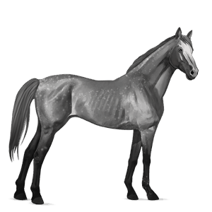 cavallo da corsa purosangue inglese grigio pezzato
