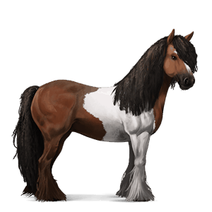 cavallo da corsa gypsy vanner tobiano castano scuro