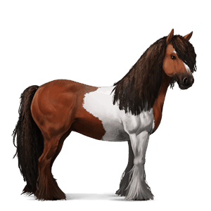 cavallo da corsa gypsy vanner castano tobiano