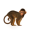 compagnon-singe_v1713961018.png